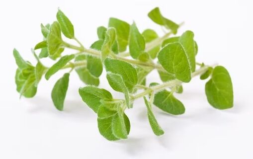 Fungent contains oil of oregano